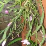 Hatiora rosea 整株植物