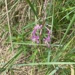 Epilobium angustifoliumFlower