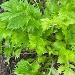 Valeriana officinalisBlad