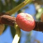 Ficus salicifolia Φρούτο