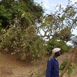 Bauhinia rufescens अन्य