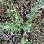 Balsamorhiza hookeri Habitus