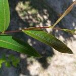 Terminalia arjuna Leaf