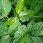 Toxicodendron diversilobum Hoja