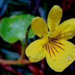 Viola sempervirens Floro