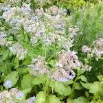 Borago officinalisBloem