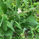 Parthenium integrifolium पत्ता