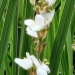 Libertia chilensis Blomst