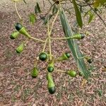 Nectandra megapotamica Fruto