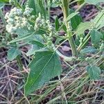 Chenopodium album Folla