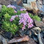 Androsace ciliata Habit