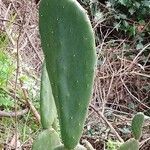 Opuntia maxima Leaf