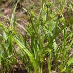 Carex oederi Ffrwyth