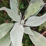 Verbascum thapsus Φύλλο