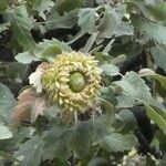 Quercus ithaburensis Fruit