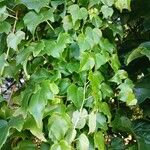 Parthenocissus tricuspidata Leaf