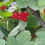 Ribes rubrum Fruit