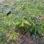 Picea likiangensis ഇല