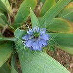 Nigella damascenaFlor