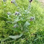 Cynoglossum officinale Alkat (teljes növény)