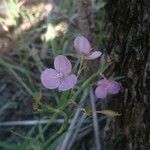 Murdannia graminea Flower