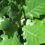 Quercus canariensis Leaf