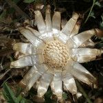 Centaurea acaulis Altro