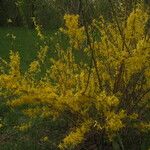 Forsythia × intermediaCostuma