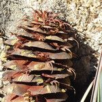 Pseudotsuga macrocarpa Meyve