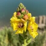 Verbascum virgatum Žiedas