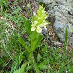 Dactylorhiza sambucina Habit