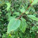 Populus balsamiferaFoglia