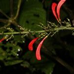 Razisea spicata Cvet