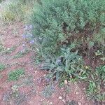 Anchusa azurea Habitus