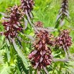 Pedicularis recutita Цветок