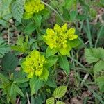 Euphorbia flavicoma অভ্যাস