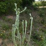 Filago pyramidata Magamba