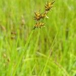 Carex echinata Virág