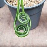 Albuca spiralis Folha