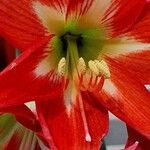 Hippeastrum correienseफूल