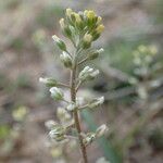 Alyssum alyssoides Mosusu