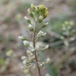 Alyssum alyssoides Други