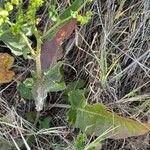 Rumex pulcher Лист