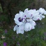 Ixia maculata Цвят