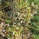 Sedum hirsutum Libunga