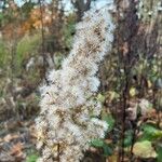 Solidago sempervirens Froito