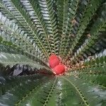 Encephalartos ferox Habitatea