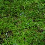 Halenia elliptica Habit