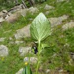 Viola riviniana Feuille