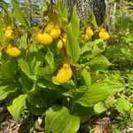 Cypripedium parviflorum फूल